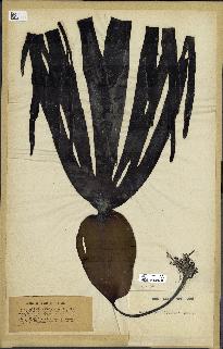 spécimen de Laminaria cloustonii