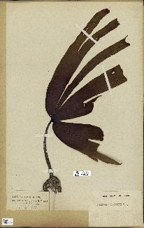 spécimen de Laminaria cloustonii