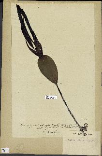 spécimen de Laminaria cloustonii