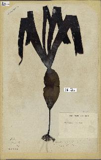 spécimen de Laminaria cloustonii