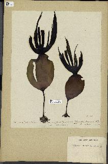 spécimen de Laminaria cloustonii