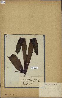 spécimen de Laminaria cloustonii