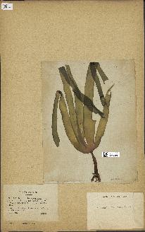 spécimen de Laminaria cloustonii