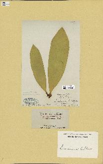 spécimen de Laminaria bulbosa