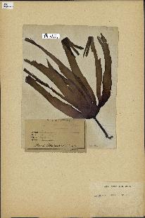 spécimen de Laminaria cloustonii