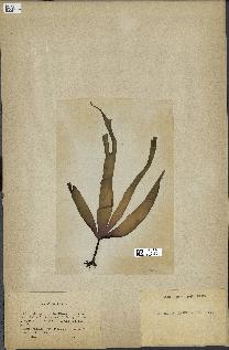 spécimen de Laminaria cloustonii