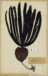 spécimen de Laminaria cloustonii