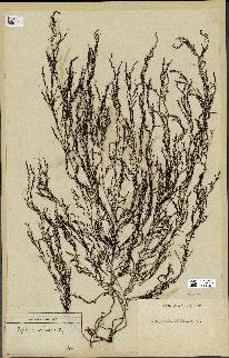 spécimen de Cystoseira granulata