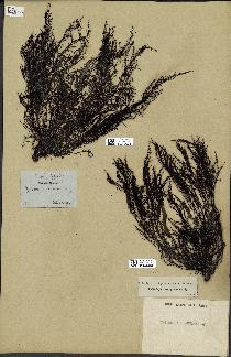 spécimen de Cystoseira granulata