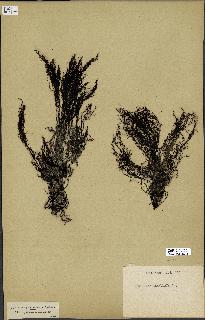 spécimen de Cystoseira granulata