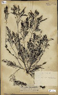 spécimen de Cystoseira foeniculacea