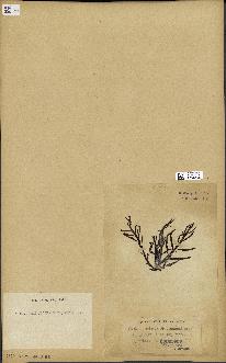 spécimen de Cystoseira foeniculacea