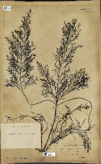 spécimen de Cystoseira foeniculacea