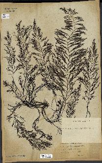 spécimen de Cystoseira foeniculacea