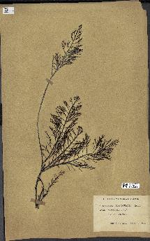 spécimen de Cystoseira foeniculacea