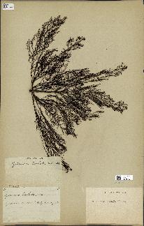 spécimen de Cystoseira foeniculacea