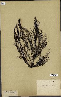 spécimen de Cystoseira foeniculacea