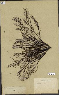 spécimen de Cystoseira foeniculacea