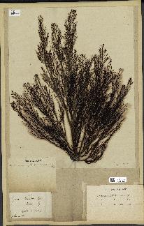 spécimen de Cystoseira foeniculacea