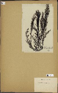 spécimen de Cystoseira foeniculacea