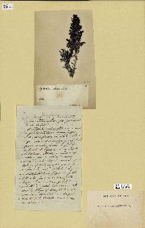 spécimen de Cystoseira foeniculacea