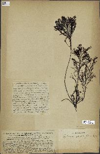 spécimen de Cystoseira foeniculacea