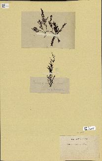 spécimen de Cystoseira foeniculacea