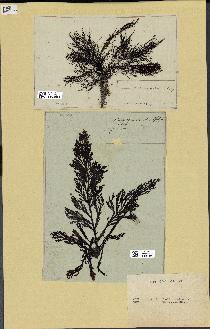 spécimen de Cystoseira foeniculacea