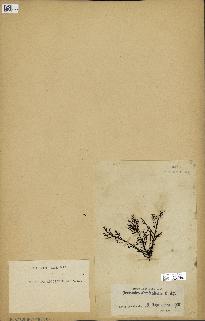 spécimen de Cystoseira foeniculacea