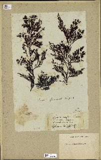 spécimen de Cystoseira foeniculacea