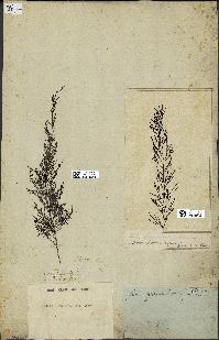 spécimen de Cystoseira foeniculacea