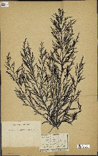 spécimen de Cystoseira foeniculacea