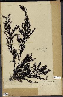 spécimen de Cystoseira foeniculacea