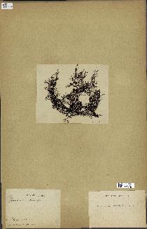 spécimen de Cystoseira foeniculacea
