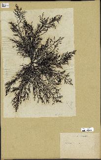 spécimen de Cystoseira foeniculacea