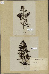 spécimen de Cystoseira foeniculacea