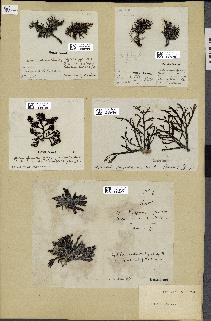 spécimen de Cystoseira foeniculacea
