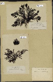 spécimen de Cystoseira foeniculacea