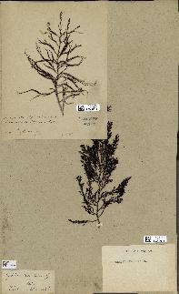spécimen de Cystoseira foeniculacea