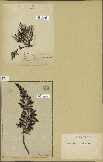 spécimen de Cystoseira foeniculacea