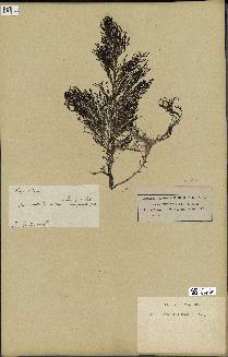 spécimen de Cystoseira foeniculacea