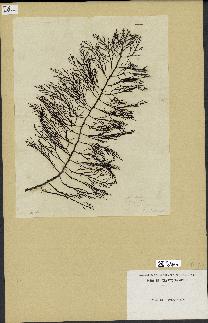 spécimen de Cystoseira foeniculacea