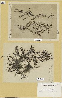 spécimen de Cystoseira foeniculacea