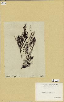 spécimen de Cystoseira foeniculacea