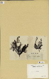spécimen de Cystoseira fimbriata