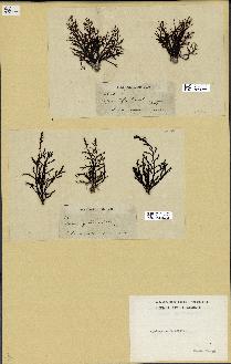 spécimen de Cystoseira fimbriata