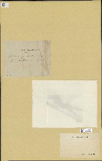 spécimen de Cystoseira fimbriata