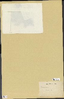 spécimen de Cystoseira ericoides