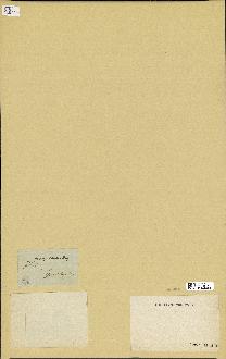 spécimen de Cystoseira ericoides