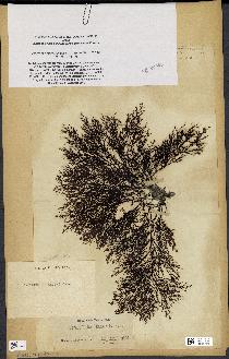 spécimen de Cystoseira elegans